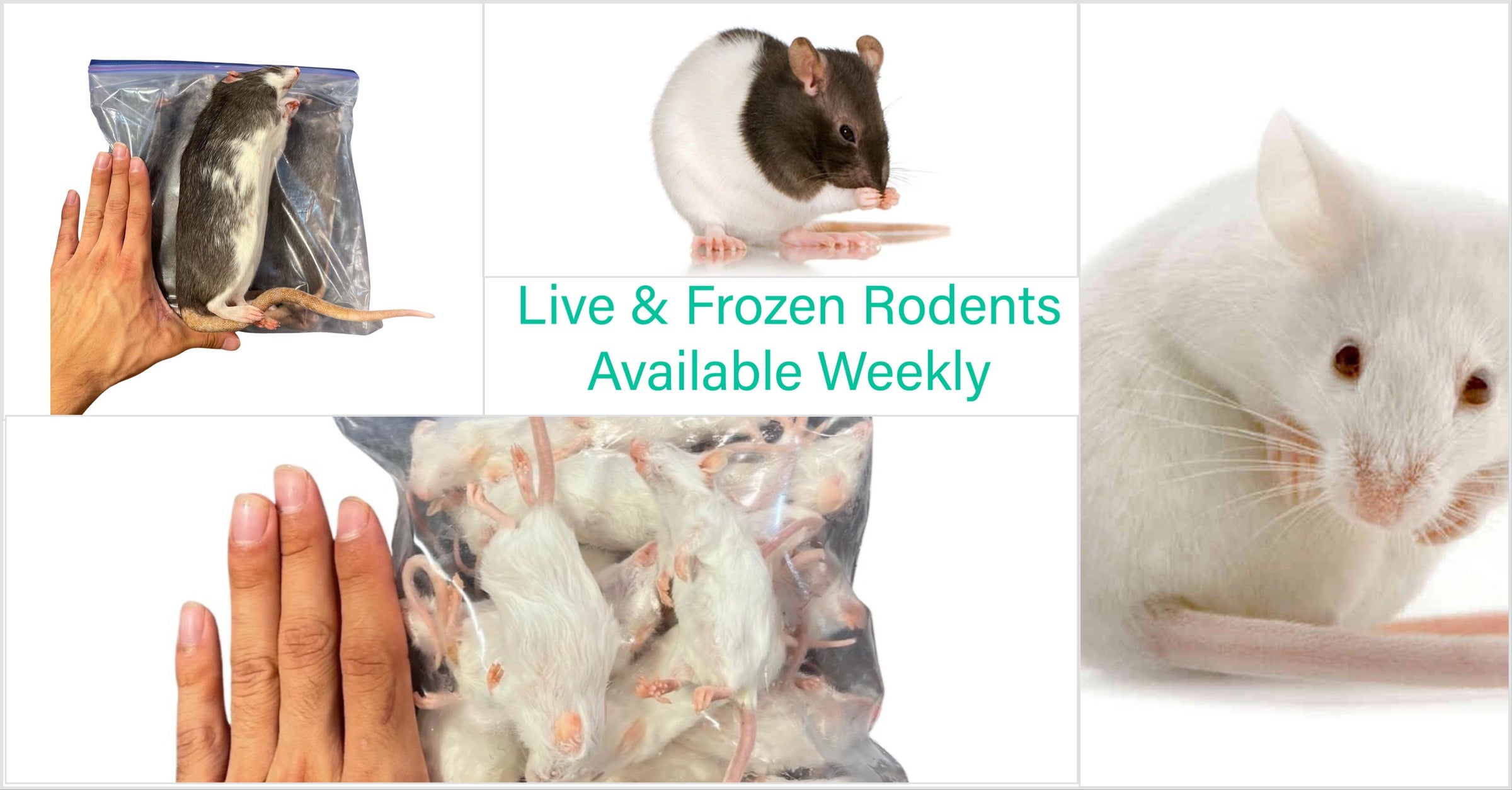 Live Medium Rats For Sale Local Pickup & Deliver Available In El Paso 4026  N MESA STE C EL PASO TEXAS 79912